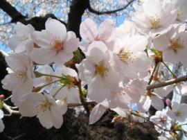 立正寺の桜